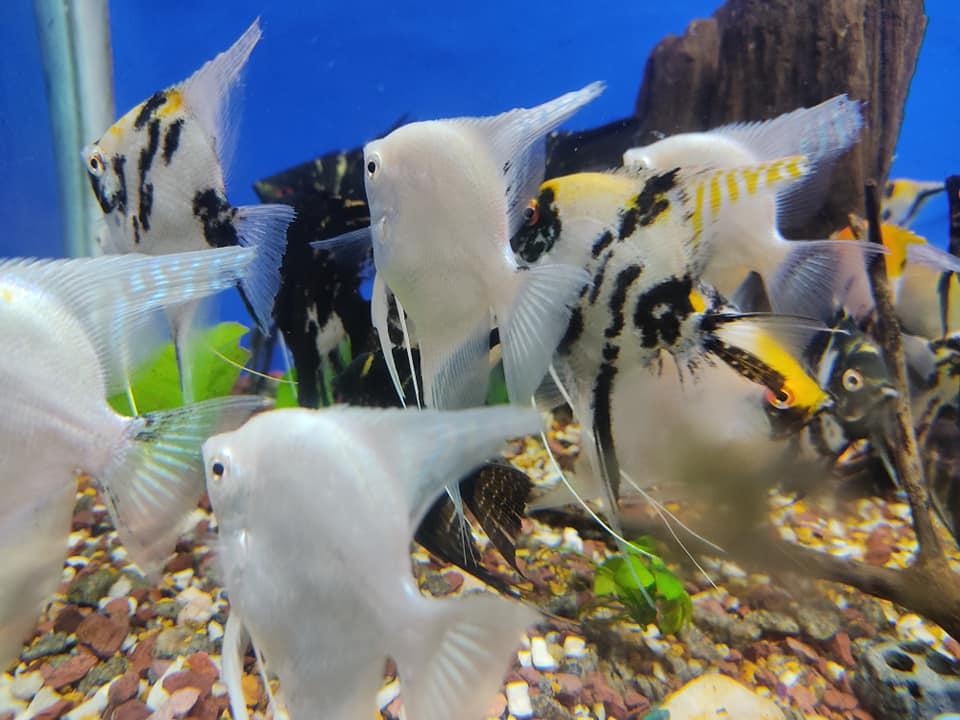 فروشگاه "Fishco Aquarium and Pets LLC"