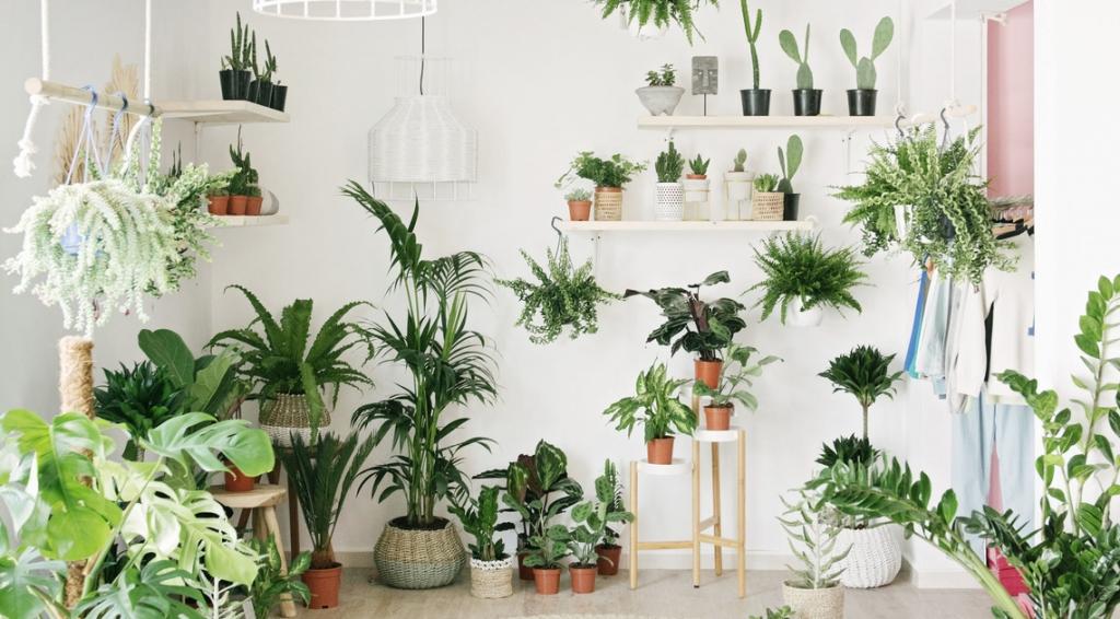 Top places to buy plants in Dubai