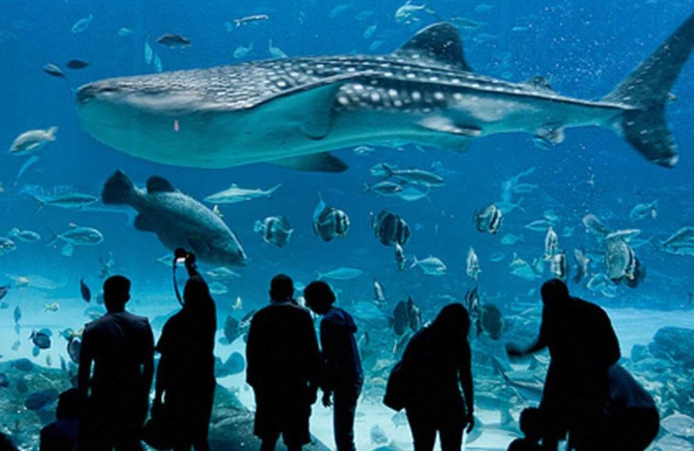 Unterwasserumgebungen Aquarium von Pets Plus
