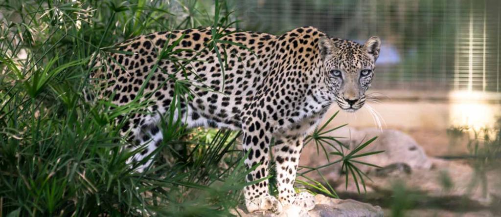 Alles über den Sharjah Desert Park für Erstbesucher