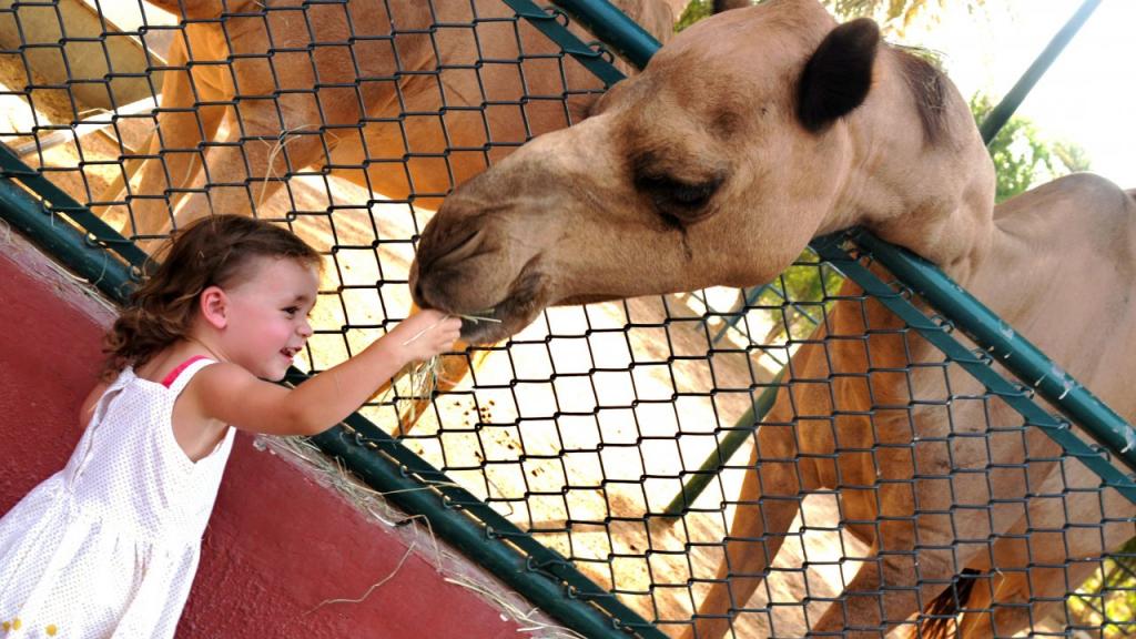 Alles über den Sharjah Desert Park für Erstbesucher