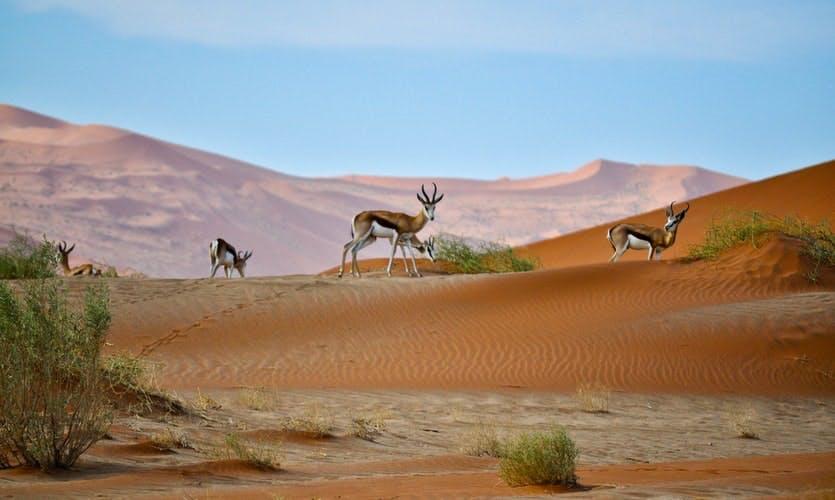 Everything About Sharjah Desert Park for a First-Time Visitor