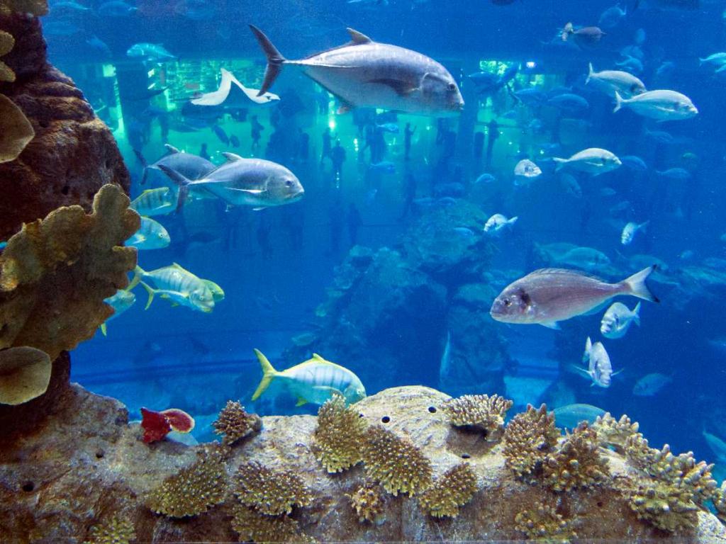 Guida completa sull'Acquario di Sharjah nel 2022 